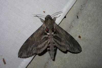 <i>Agrius convolvuli</i>