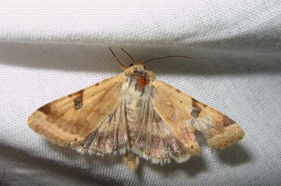 <i>Heliothis peltigera</i>