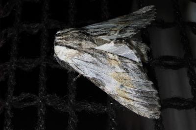 <i>Harpyia milhauseri</i>