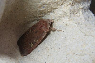 <i>Xestia xanthographa</i>
