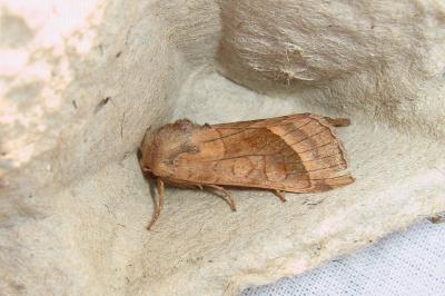 <i>Hydraecia micacea</i>