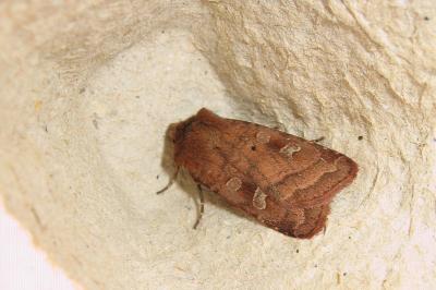 <i>Diarsia rubi</i>