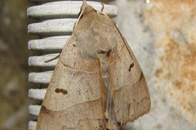 <i>Minucia lunaris</i>