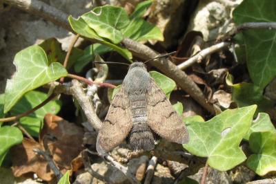 <i>Macroglossum stellatarum</i>