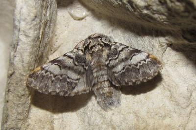 <i>Drymonia ruficornis</i>