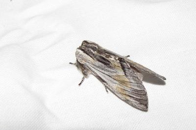 <i>Harpyia milhauseri</i>