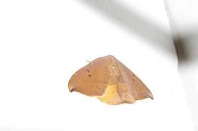 <i>Watsonalla binaria</i>
