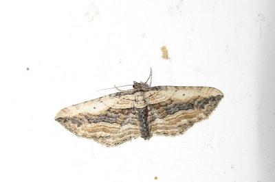 <i>Horisme vitalbata</i>