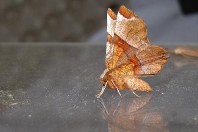 <i>Selenia lunularia</i>
