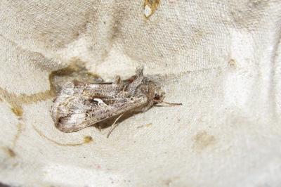 <i>Autographa gamma</i>