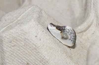 <i>Cilix glaucata</i>
