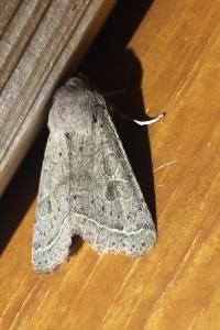 <i>Orthosia cerasi</i>