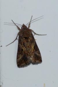 <i>Autographa gamma</i>