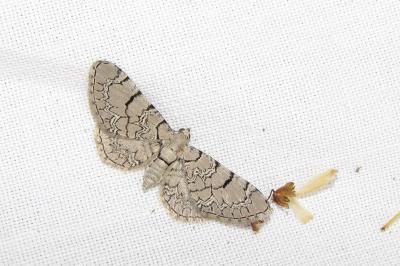 <i>Eupithecia venosata/schiefereri</i>