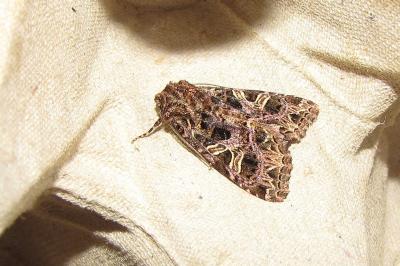 <i>Sideridis rivularis</i>
