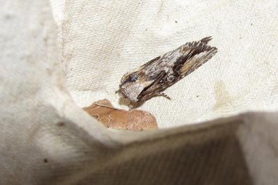 <i>Egira conspicillaris</i>