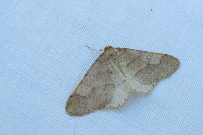 <i>Phigaliohybernia marginaria</i>