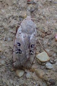 <i>Conistra rubiginosa</i>