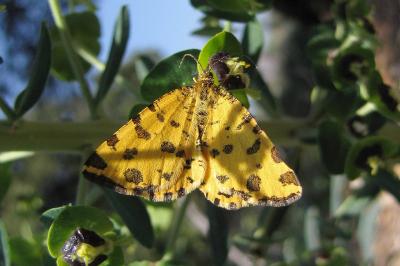 <i>Pseudopanthera macularia</i>