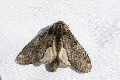 <i>Peridea anceps</i>