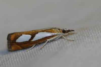 <i>Catoptria pinella</i>