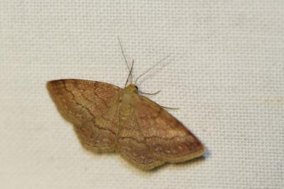 <i>Scopula rubiginata</i>