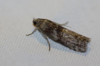 <i>Phycita roborella</i>