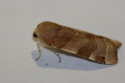 <i>Noctua fimbriata</i>