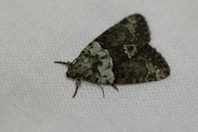 <i>Cryphia algae</i>