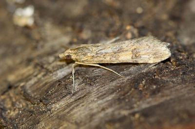<i>Nomophila noctuella</i>