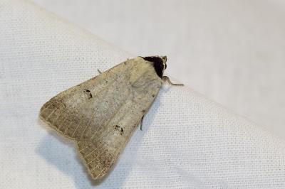 <i>Lygephila craccae</i>