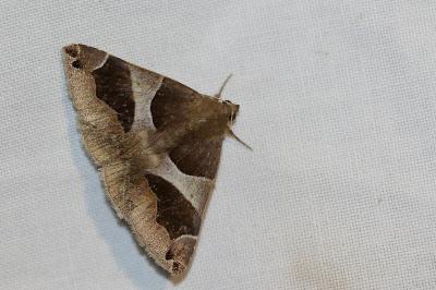 <i>Dysgonia algira</i>