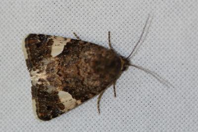 <i>Tyta luctuosa</i>