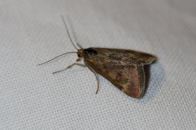 <i>Pyrausta despicata</i>