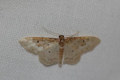 <i>Idaea rusticata</i>