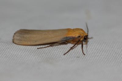 <i>Lithosia quadra</i>