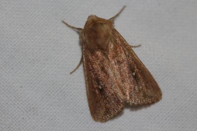 <i>Mythimna albipuncta</i>