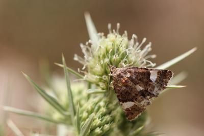 <i>Tyta luctuosa</i>