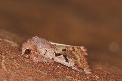 <i>Orthosia gothica</i>