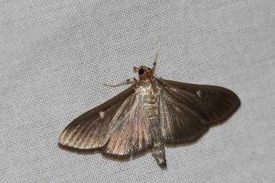 <i>Cydalima perspectalis</i>