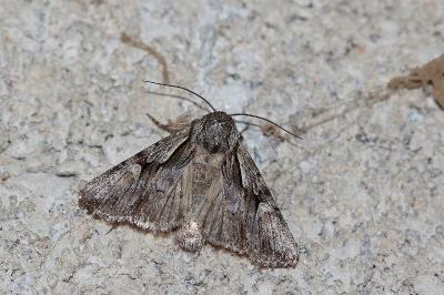 <i>Chloantha hyperici</i>