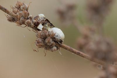 <i>Acontia lucida</i>