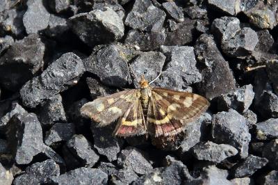 <i>Pyrausta purpuralis</i>