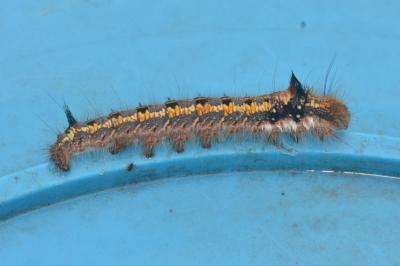 <i>Euthrix potatoria</i>