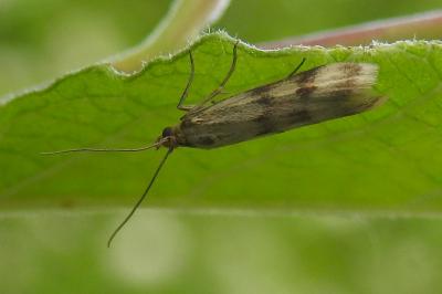 <i>Homoeosoma sinuella</i>