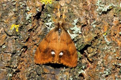 <i>Orgyia antiqua</i>