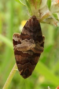 <i>Euclidia glyphica</i>
