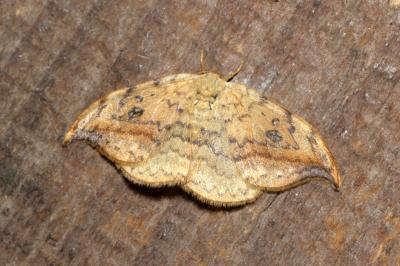 <i>Drepana falcataria</i>