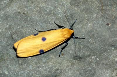 <i>Lithosia quadra</i>