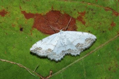<i>Scopula ornata</i>
